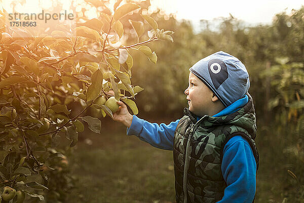 Kleinkind im blauen Sweatshirt pflückt Äpfel im Garten