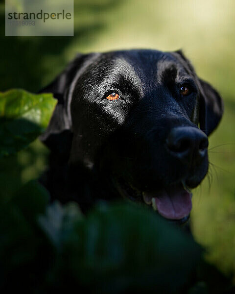 schwarzer Labrador orange Augen Hund Sonne vertikal