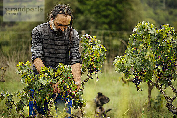 Landwirt erntet während der Weinlese Trauben in einem Weinberg.