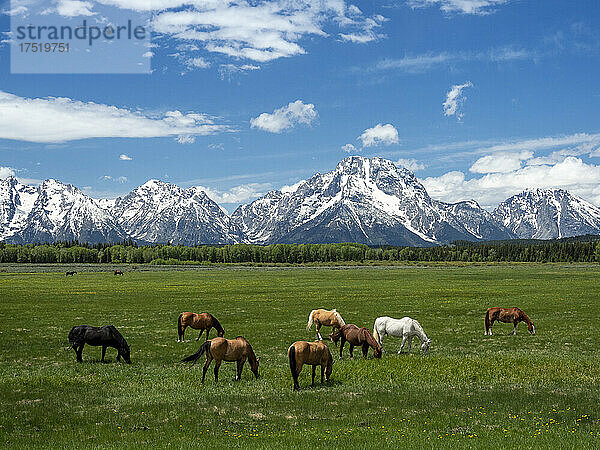 Erwachsene Pferde (Equus ferus caballus)  grasen am Fuße der Grand Teton Mountains  Wyoming  Vereinigte Staaten von Amerika  Nordamerika