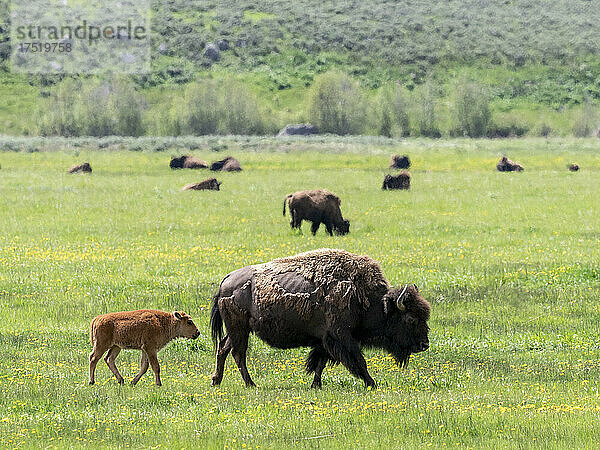 Erwachsener Bison (Bison Bison) mit jungen Weiden im Lamar Valley  Yellowstone-Nationalpark  UNESCO-Weltkulturerbe  Wyoming  Vereinigte Staaten von Amerika  Nordamerika