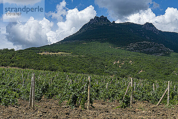 Weinberge in der Nähe von Sudak  Krim  Russland  Europa