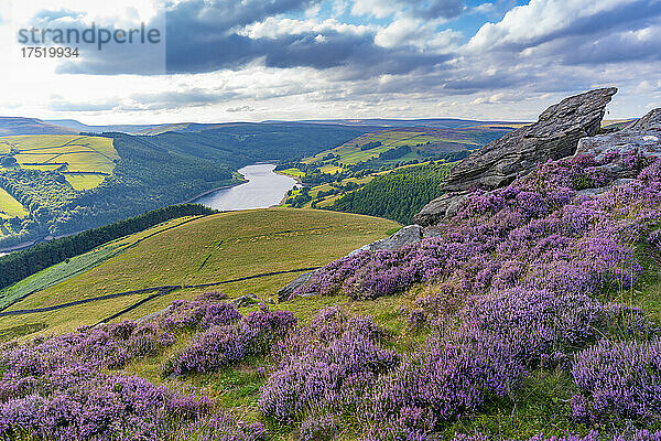 Blick auf den Ladybower-Stausee und blühendes violettes Heidekraut am Derwent Edge  Peak District National Park  Derbyshire  England  Vereinigtes Königreich  Europa