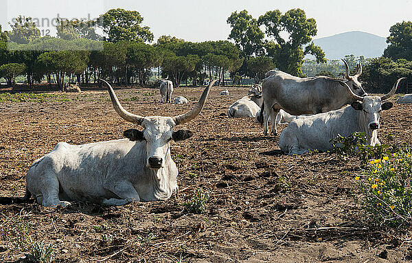 Maremmana  eine Rinderrasse  die in der Maremma gezüchtet wird  Maremmana-Kühe  Capalbio  Provinz Grosseto  Toskana  Italien  Europa