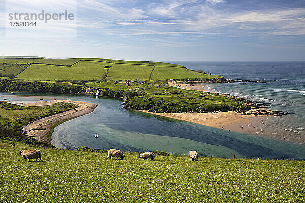 Bantham Sandstrand auf der anderen Seite des Flusses Avon von Bigbury-on-Sea aus gesehen  Bantham  Bezirk South Hams  Devon  England  Vereinigtes Königreich  Europa