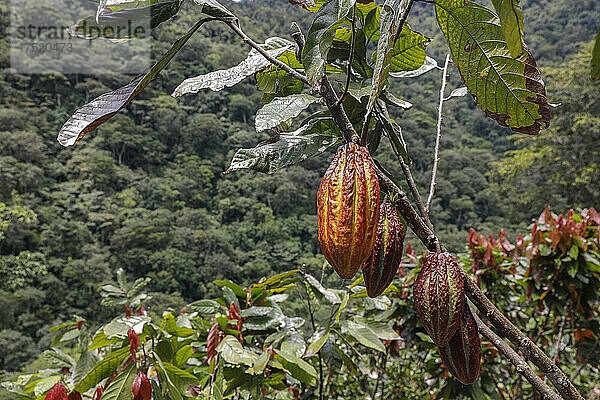 Kakaoplantage im Intag-Tal  Ecuador  Südamerika