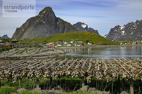 Kabeljau (Stockfisch) hängt überall im malerischen Dorf Reine  auf den Lofoten  in Nordland  Norwegen  Skandinavien und Europa