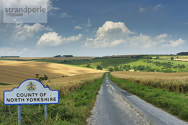 Maisfelder und sanfte Kreidehügel im Hochsommersonnenschein in der Nähe von Fridaythorpe in den East Yorkshire Wolds  Yorkshire  England  Vereinigtes Königreich  Europa