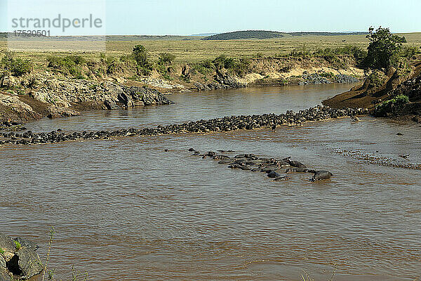 Wandernder Streifengnus (Connochaetes taurinus) überquert den Mara-Fluss  Masai Mara National Reserve  Kenia  Ostafrika  Afrika
