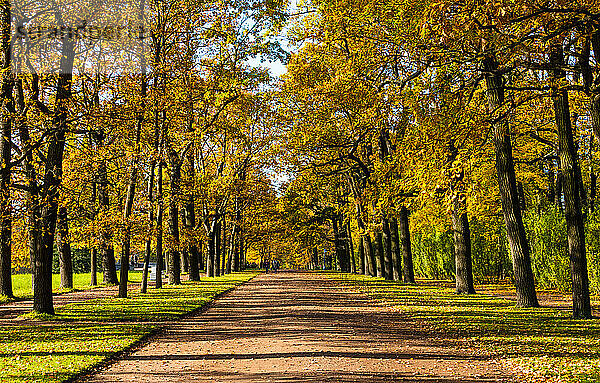 Katharinenpark im Herbst  Puschkin (Zarskoje Selo)  in der Nähe von St. Petersburg  Russland  Europa