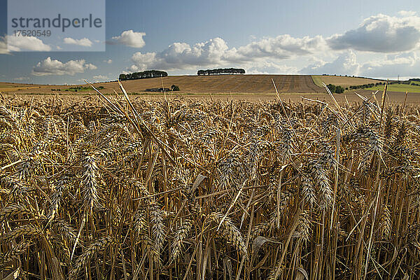 Goldenes Weizenfeld unterhalb von Hackpen Hill  in der Nähe von Wantage  Oxfordshire  England  Vereinigtes Königreich  Europa