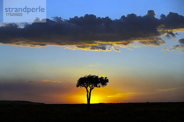Afrikanischer Baum bei Sonnenuntergang  Masai Mara National Reserve  Kenia  Ostafrika  Afrika
