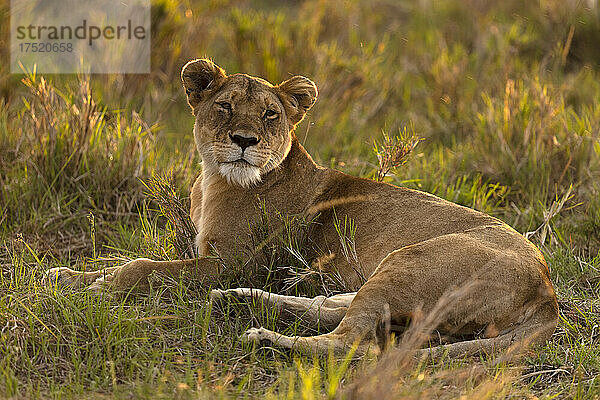 Löwin (Panthera leo) in der Savanne  Masai Mara Nationalpark  Kenia  Ostafrika  Afrika