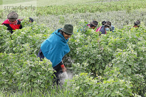 Indigene Frauen arbeiten auf einem Quinoa-Feld in San Jose de Tanquis  Ecuador  Südamerika
