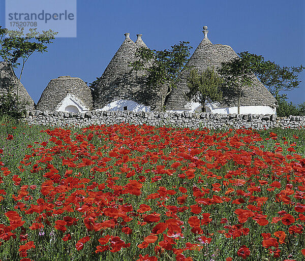 Trulli-Häuser mit rotem Mohnfeld im Vordergrund  in der Nähe von Alberobello  Apulien  Italien  Europa