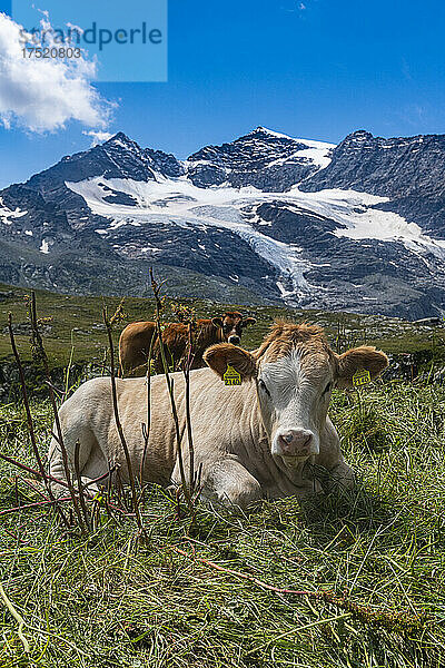 Kühe auf den Berninabergen  St. Moritz  Engadin  Graubünden  Schweiz  Europa