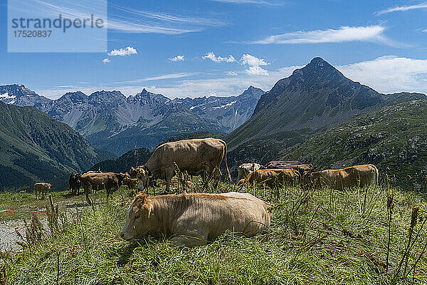 Kühe auf den Berninabergen  St. Moritz  Engadin  Graubünden  Schweiz  Europa