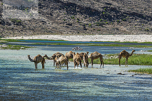 Kamele trinken in einem Fluss im Wadi Ashawq  Salalah  Oman  Naher Osten