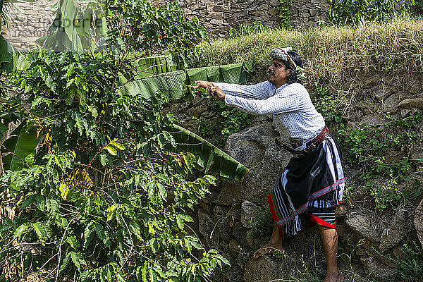 Traditionell gekleideter Mann des Qahtani-Blumenmännerstamms in den Kaffeepflanzen  Untersuchung der Kaffeebohnen  Asir-Gebirge  Königreich Saudi-Arabien  Naher Osten