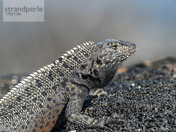 Eine erwachsene Galapagos-Lava-Eidechse (Microlophus albemarlensis)  North Seymour Island  Galapagos  Ecuador  Südamerika