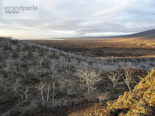 Palo Santo-Bäume bei Sonnenuntergang in der Tagus-Bucht auf der Insel Isabela  Galapagos  UNESCO-Weltkulturerbe  Ecuador  Südamerika