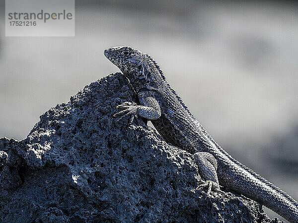 Eine erwachsene Galapagos-Lava-Eidechse (Microlophus albemarlensis)  North Seymour Island  Galapagos  Ecuador  Südamerika