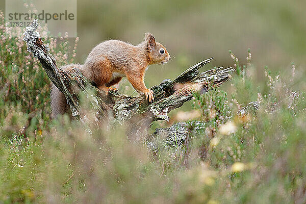 Rotes Eichhörnchen  Schottisches Hochland  Schottland  Vereinigtes Königreich  Europa