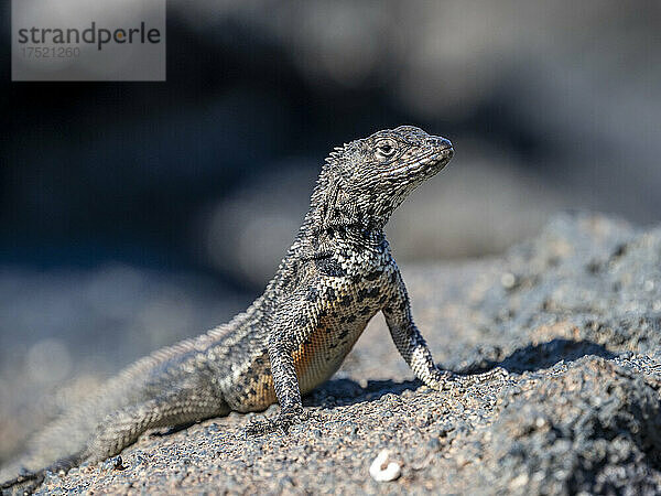 Eine erwachsene Galapagos-Lava-Eidechse (Microlophus albemarlensis)  North Seymour Island  Galapagos  Ecuador  Südamerika