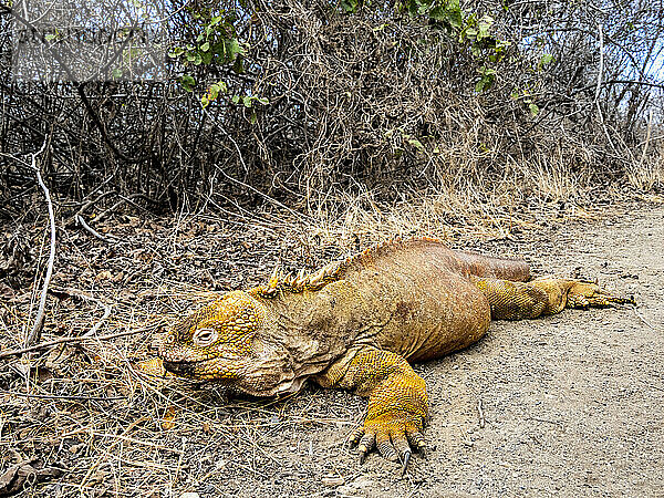 Erwachsener Galapagos-Landleguan (Conolophus subcristatus)  der sich in der Bucht von Urbina  der Insel Isabela  Galapagos  Ecuador  Südamerika ernährt