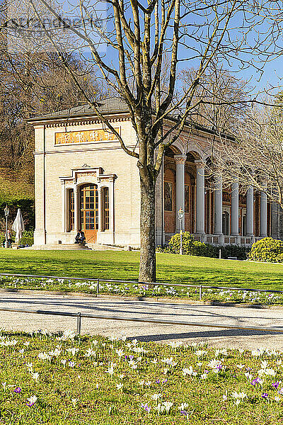 Krokusblüten vor der Trinkhalle in Baden-Baden  Schwarzwald  Baden-Württemberg  Deutschland  Europa