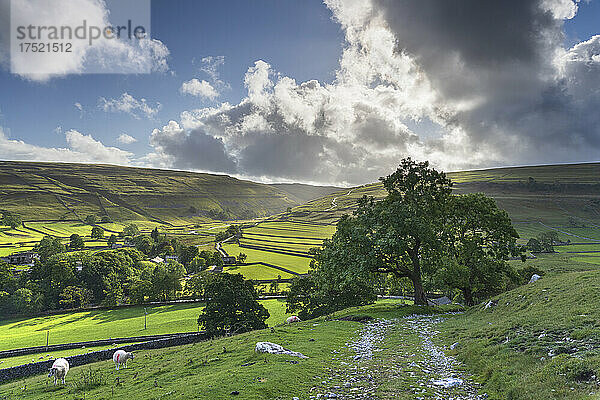 Schafweide und entfernte Trockenmauern rund um Arncliffe Village in Littondale  Yorkshire Dales National Park  Yorkshire  England  Vereinigtes Königreich  Europa