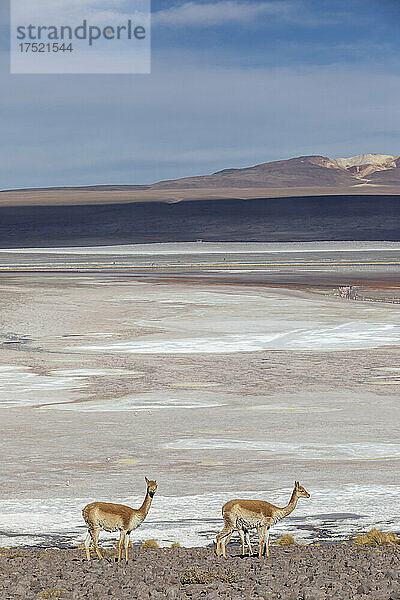 Eine Herde Vicunjas (Lama Vicugna) im Altiplano der hohen Anden  Bolivien  Südamerika