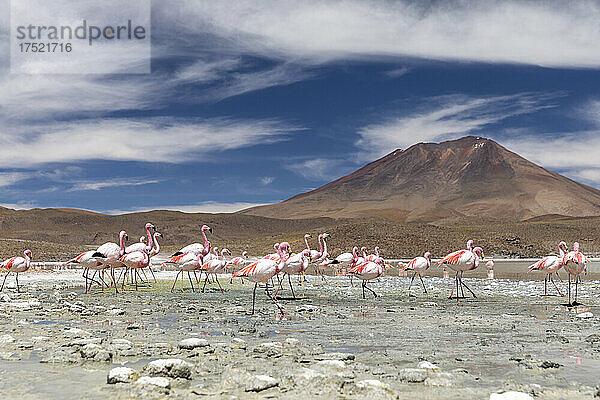Flamingos fressen in der Laguna Canapa  einem endorheischen Salzsee im Altiplano  Departement Potosi  Bolivien  Südamerika