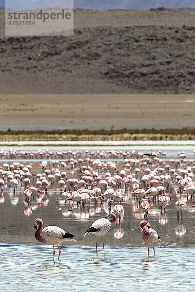 Flamingos versammelten sich zu Hunderten  um sich zu ernähren  Eduardo Avaroa Andean Fauna National Reserve  Bolivien  Südamerika
