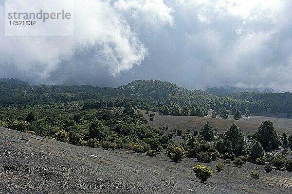 Nebel zieht über Waldlandschaft  Vulkanlandschaft  Gegend bei El Julan  El Hierro  Kanarische Inseln  Spanien  Europa