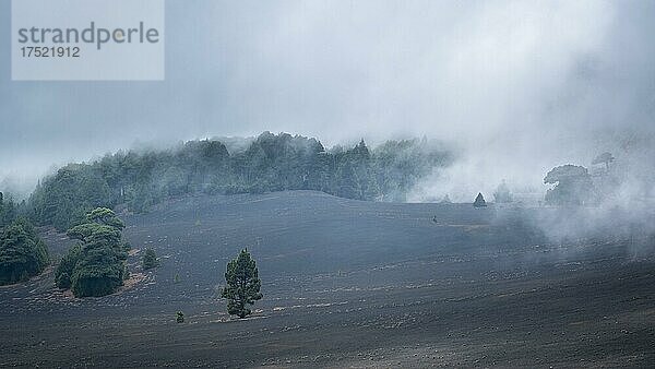 Nebel zieht über Waldlandschaft  Vulkanlandschaft  Gegend bei El Julan  El Hierro  Kanarische Inseln  Spanien  Europa