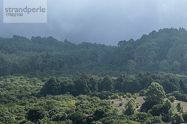 Nebel zieht über Waldlandschaft  Vulkanlandschaft  Gegend bei El Julan  El Hierro  Kanarische Inseln  Spanien  Europa