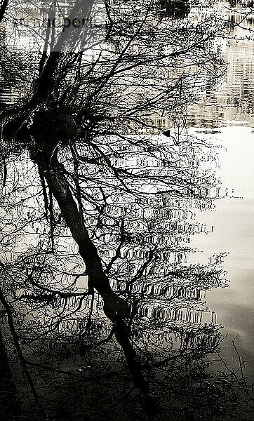 Spiegelung von Baumstämmen in einem See. Frankreich