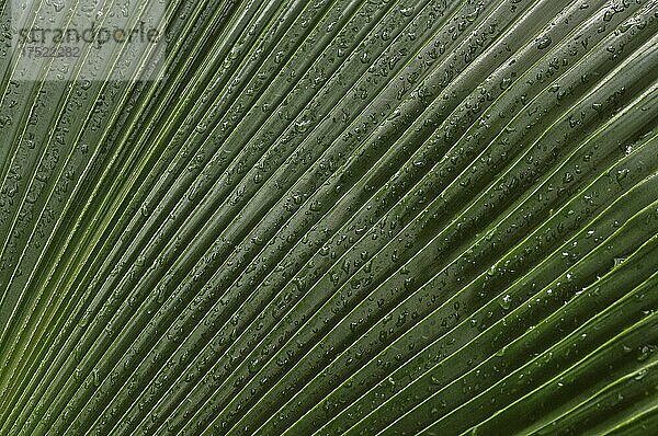 Blatt einer Palme mit Wassertropfen  Palmenblatt mit Regentropfen