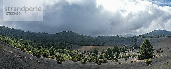 Nebel zieht über Waldlandschaft  Vulkanlandschaft  Gegend bei El Julan  El Hierro  Kanarische Inseln  Spanien  Europa