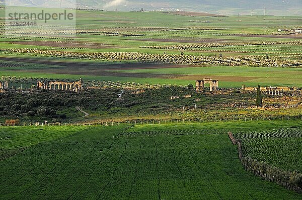 Römisch antike Ruinen Volubilis umgeben von grünen Feldern  Nordmarokko  Marokko  Afrika