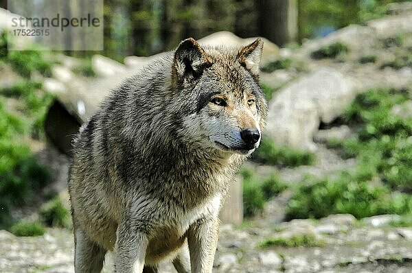 Mackenzie-Wölfe (Canis lupus occidentalis)  Captive  Deutschland  Europa