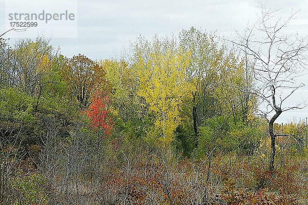 Herbstliche Landschaft  Provinz Quebec  Kanada  Nordamerika