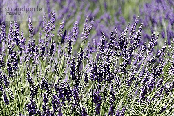 Lavendelfeld (Lavandula angustifolia)  Valensole  Département Alpes-de-Haute-Provence  Provence-Alpes-Côte d'Azur  Frankreich  Europa