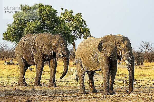 Afrikanischer Buschelefant (Loxodonta africana)  Tiere hintereinander  Savuti  Chobe National Park  Botswana  Afrika