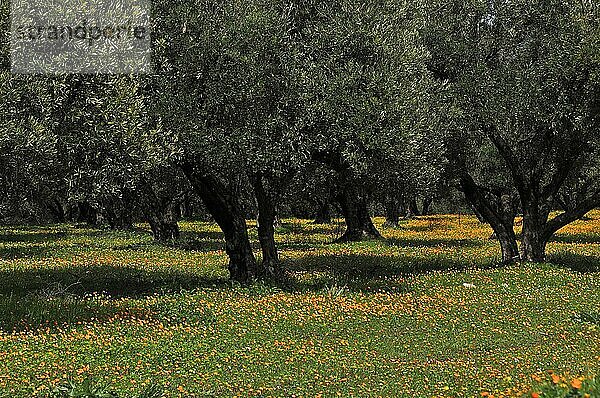 Olivenhain in orange blühender Blumenwiese