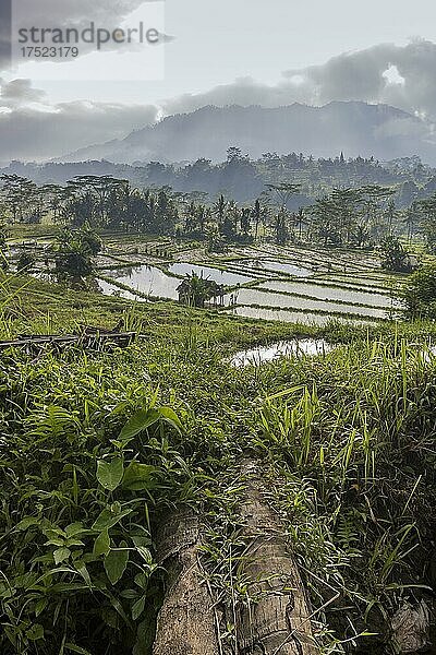 Landschaft mit reisterassen und wäldern  Schöne aufnahme der natur um  Sidemen  Bali  Indonesien  Asien
