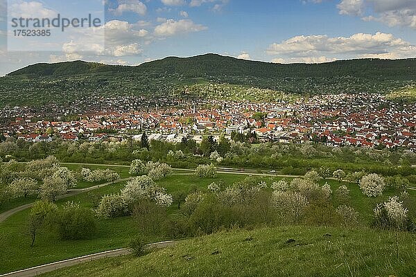 Dettinger Kirschenweg  Kirschbaum (Prunus avium)  blühende Kirschbäume  Wege  Ausblick auf Häuser  Dettingen an der Erms  Baden-Württemberg  Deutschland  Europa