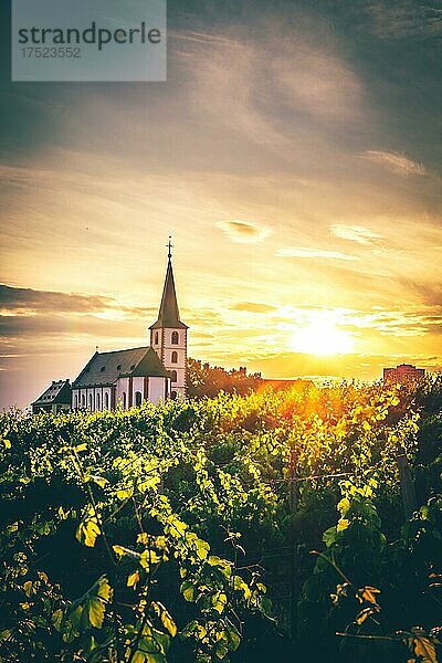Blick über grüne Weinberge zu einer Kirche im Sonnenuntergang  gegenlicht Aufnahme der Pfarrkirche St. Peter und Paul in Hochheim am Main  Hessen  Deutschland  Europa