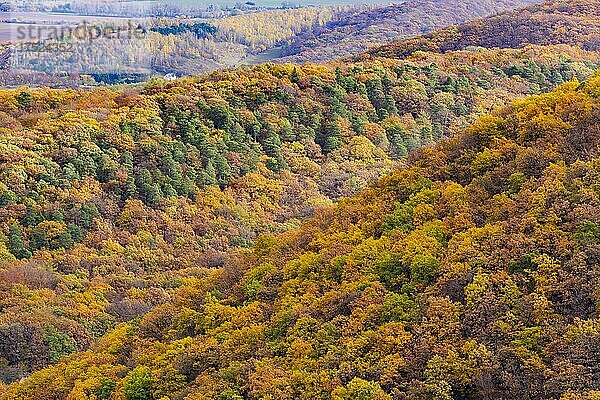 Herbstlicher Wald im Harz  Thale  Sachsen-Anhalt  Deutschland  Europa
